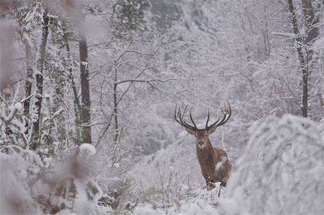 wild-hert-in-sneeuw-web