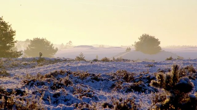 Winter_Veluwe