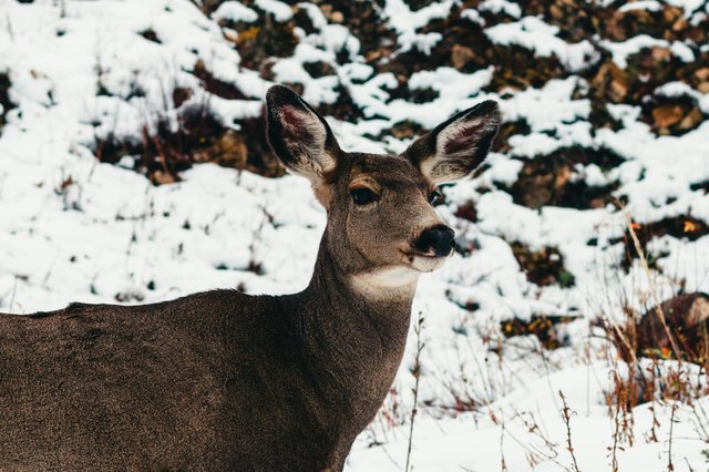 pexels-lureofadventure-16185051